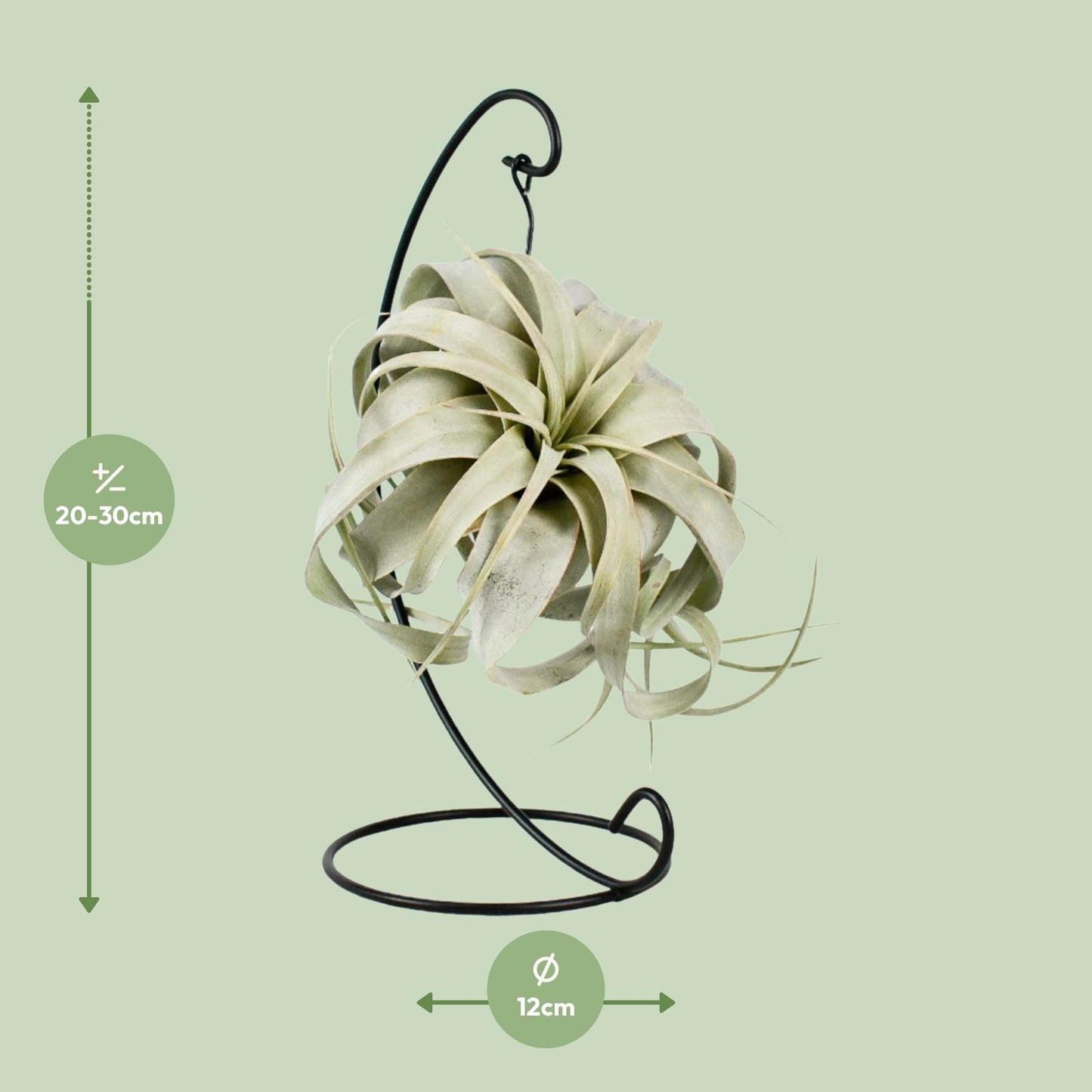 Tillandsia King Xero – Pflegeleichte Luftpflanze Ø12cm