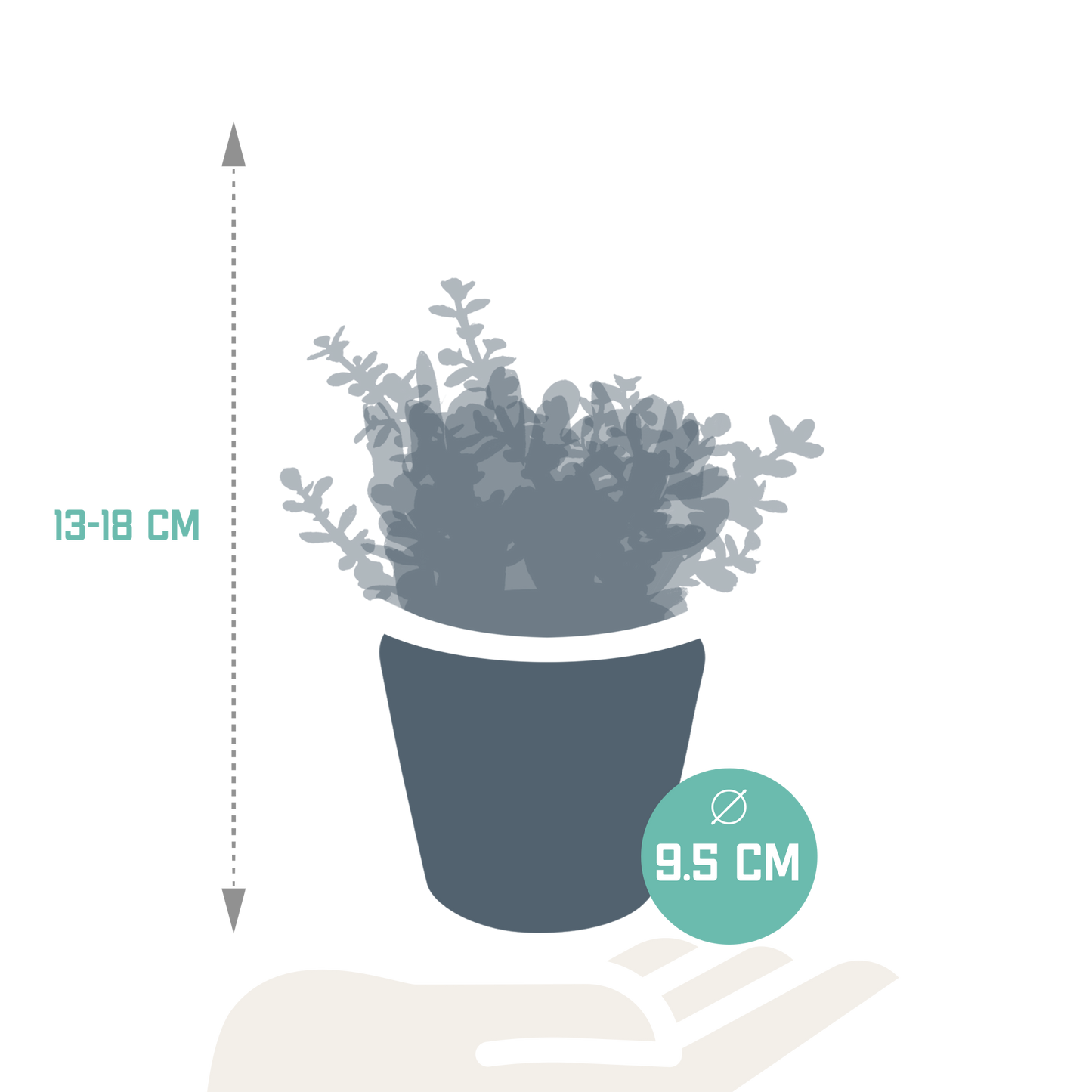 Crassula-Mix 3er Set in handbemalter Vase