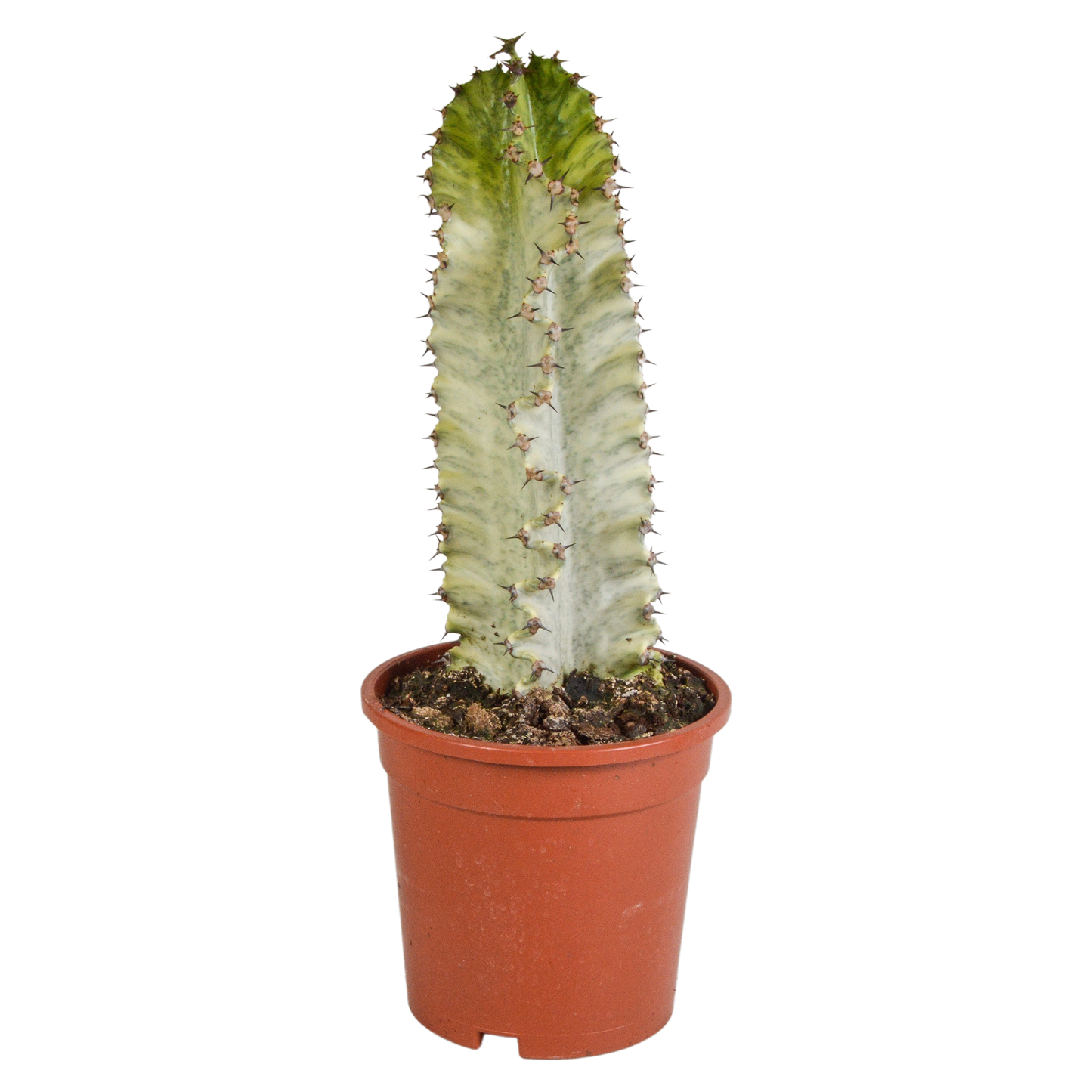 Euphorbia marmorata – Pflegeleichter Säulenkaktus 17 cm