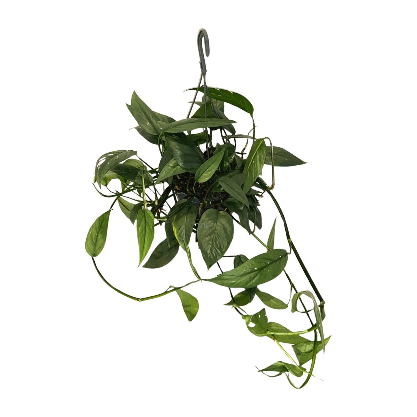 Epipremnum 'Cebu Blue' – pflegeleichte Zimmerpflanze Ø15cm