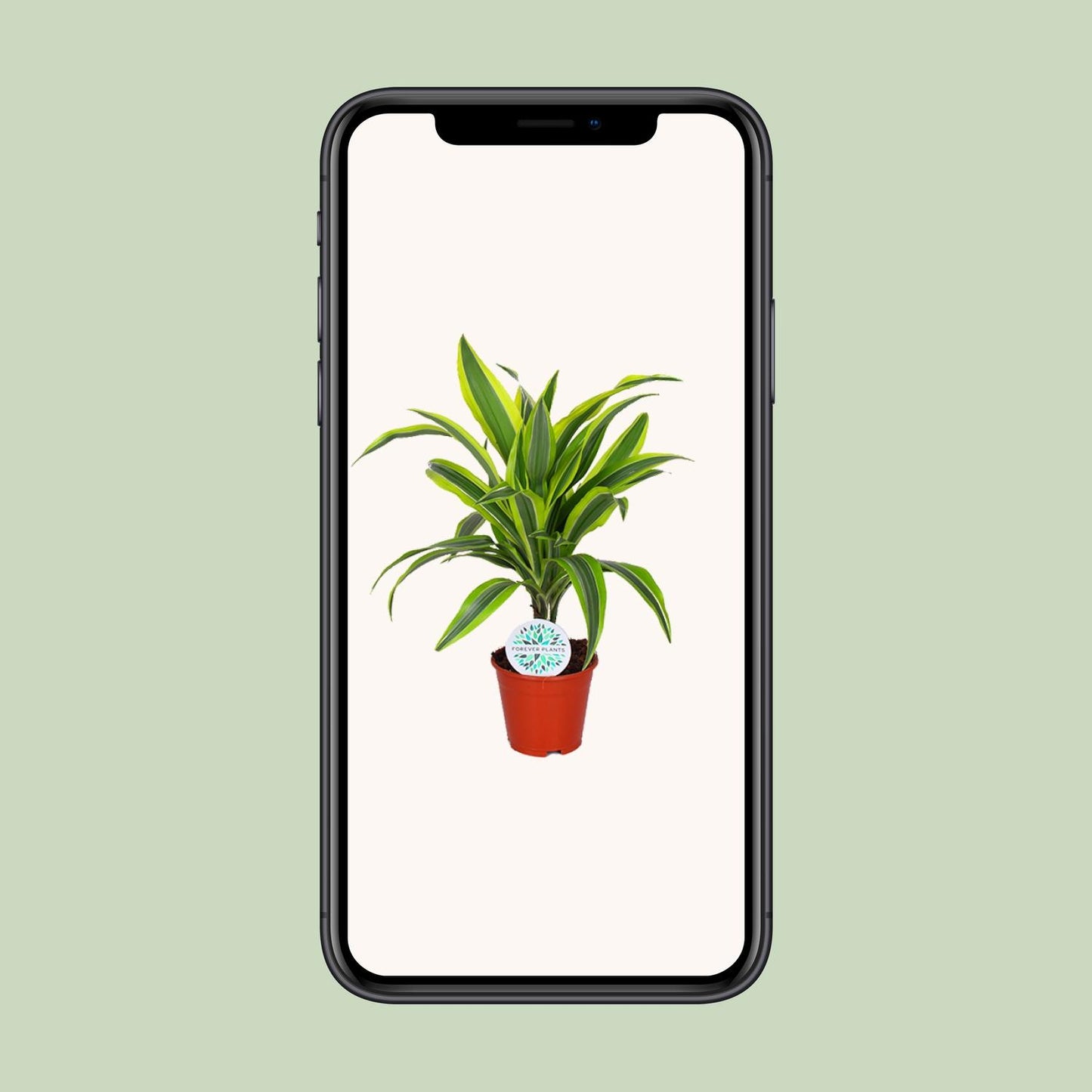 Dracaena Lemon Lime – Pflegeleichte Zimmerpflanze Ø14cm
