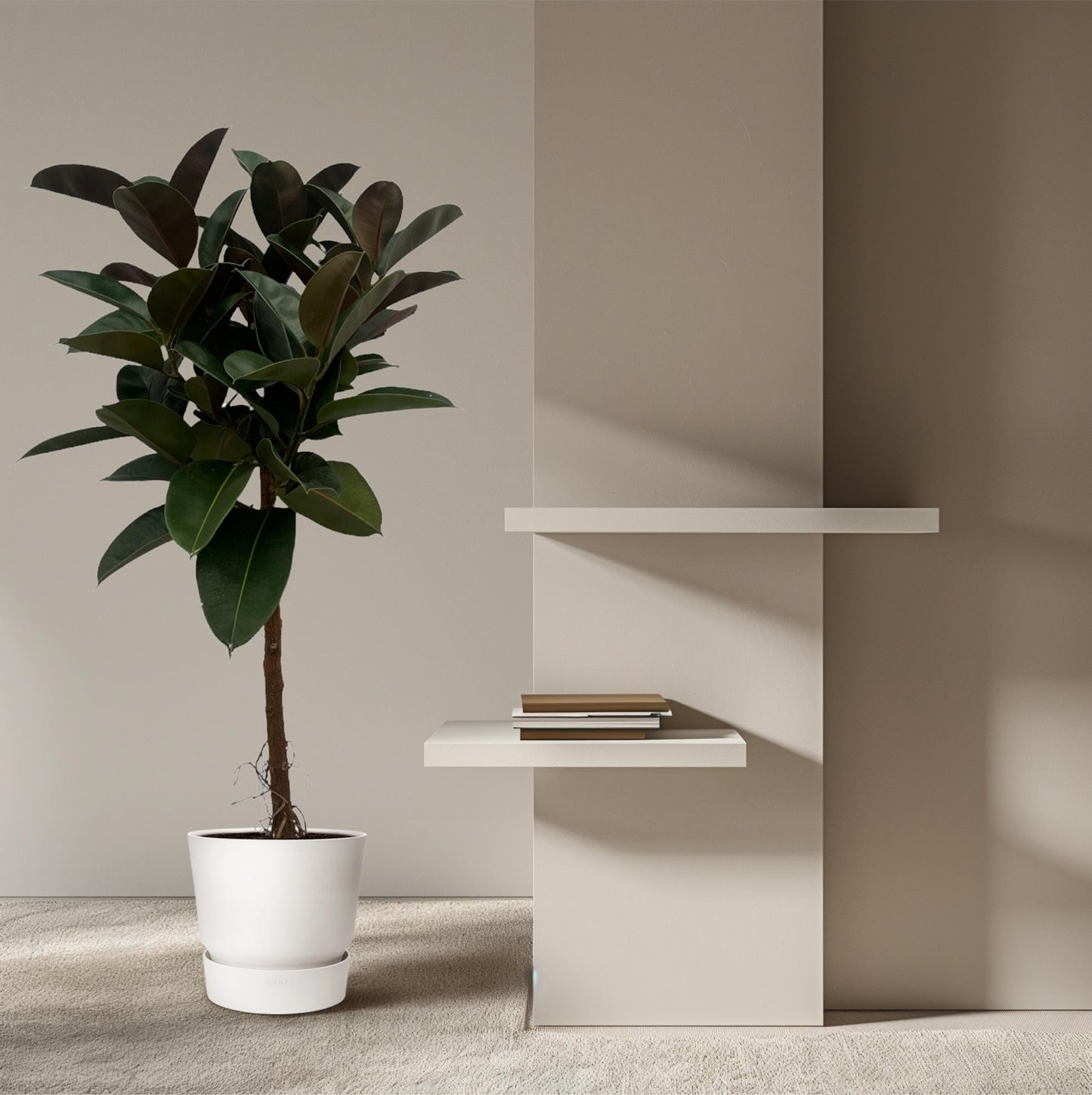 Ficus Elastica Robusta Stamm – Pflegeleichter Gummibaum 140 cm