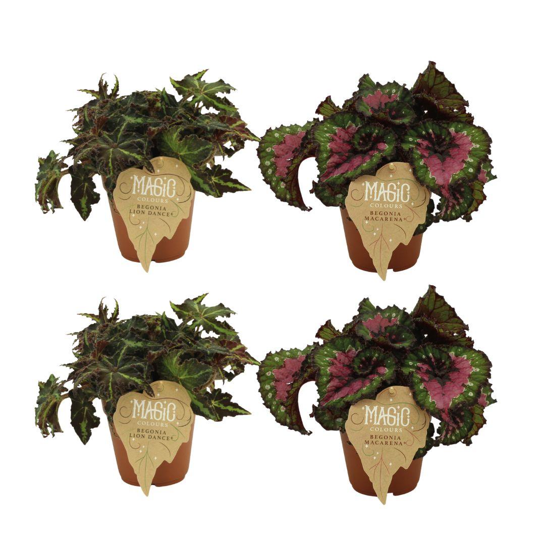 4er-Set Begonia Rex – Farbintensive Zimmerpflanzen Ø12cm