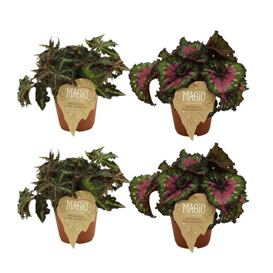 4er-Set Begonia Rex – Farbintensive Zimmerpflanzen Ø12cm