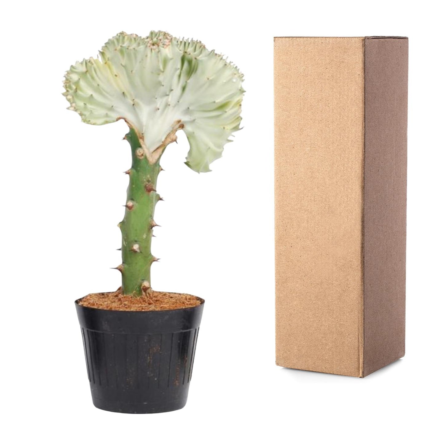 Euphorbia lactea Cristata – Korallen-Kaktus 30 cm
