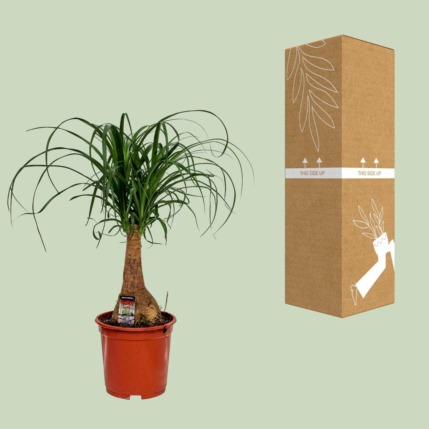Beaucarnea Nolina (Elefantenfuß) Ø19cm, 60cm hoch