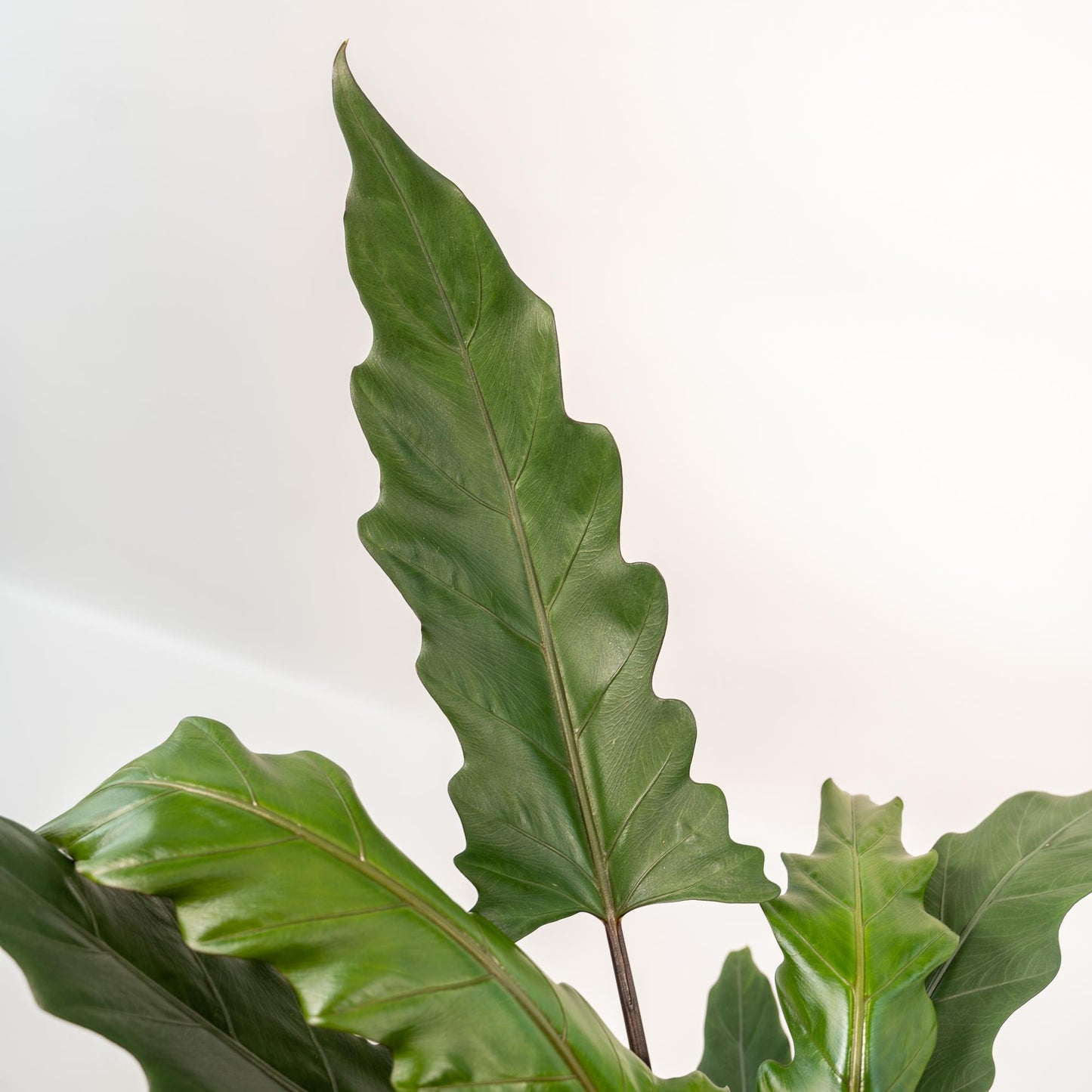 Alocasia Lauterbachiana Ø19cm – Elegantes Elefantenohr mit Topf