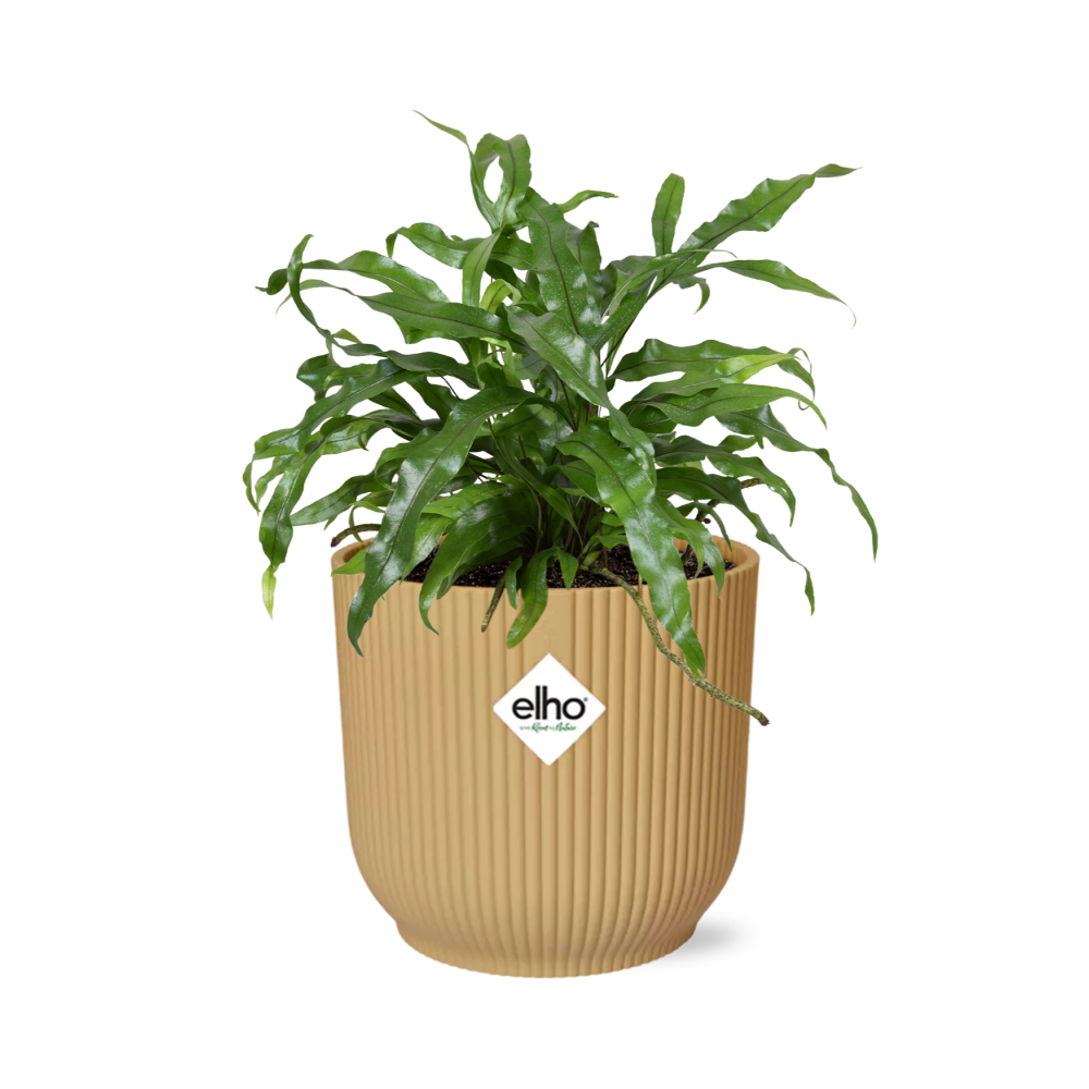 Känguru-Farn (Microsorum diversifolium) in ELHO Vibes Fold Gelb 14cm