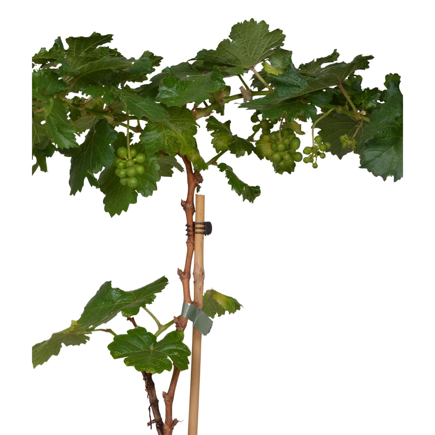 3x Vitis Pixie 'Riesling' – Zwerg-Traube Ø14cm, pflegeleicht & aromatisch