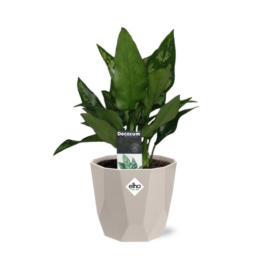 Aglaonema Maria in ELHO b.for rock 14 cm warm grey – Pflegeleichte Zimmerpflanze