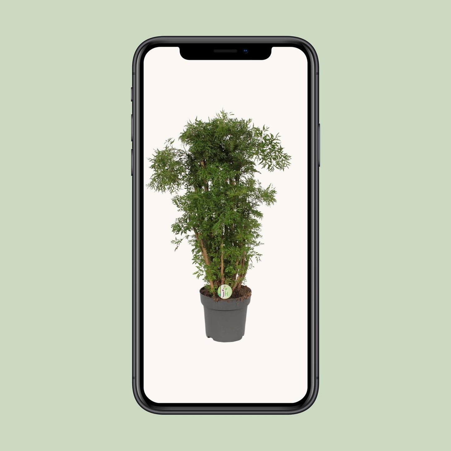 Polyscias Hawaiian – Tropische Zimmerpflanze Ø24cm, 95cm hoch