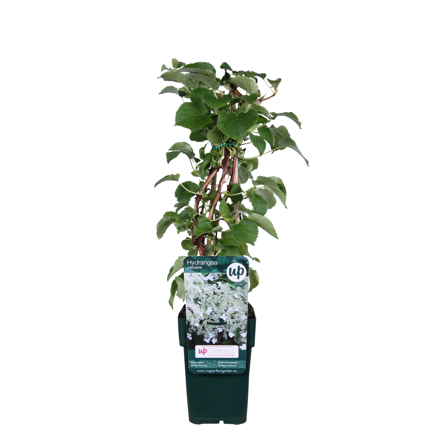 Hydrangea petiolaris – Kletternde Hortensie Ø15cm, ca. 65cm