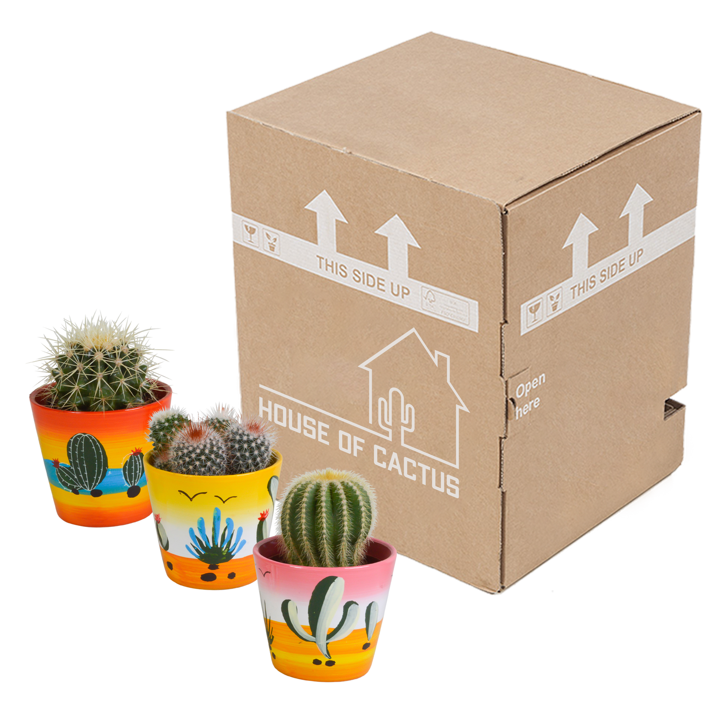 Bolcactus Kakteen-Mischung im handbemalten Mexiko-Topf 8,5 cm