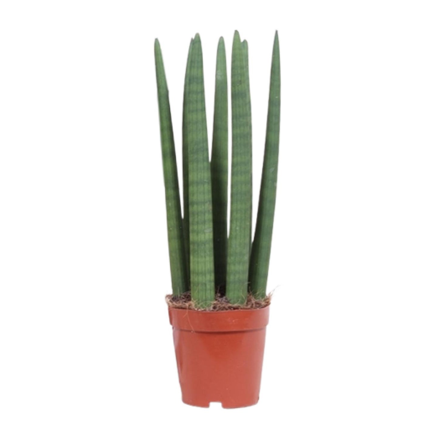Sansevieria Straight – Pflegeleichte Schwiegermutterzunge Ø12cm