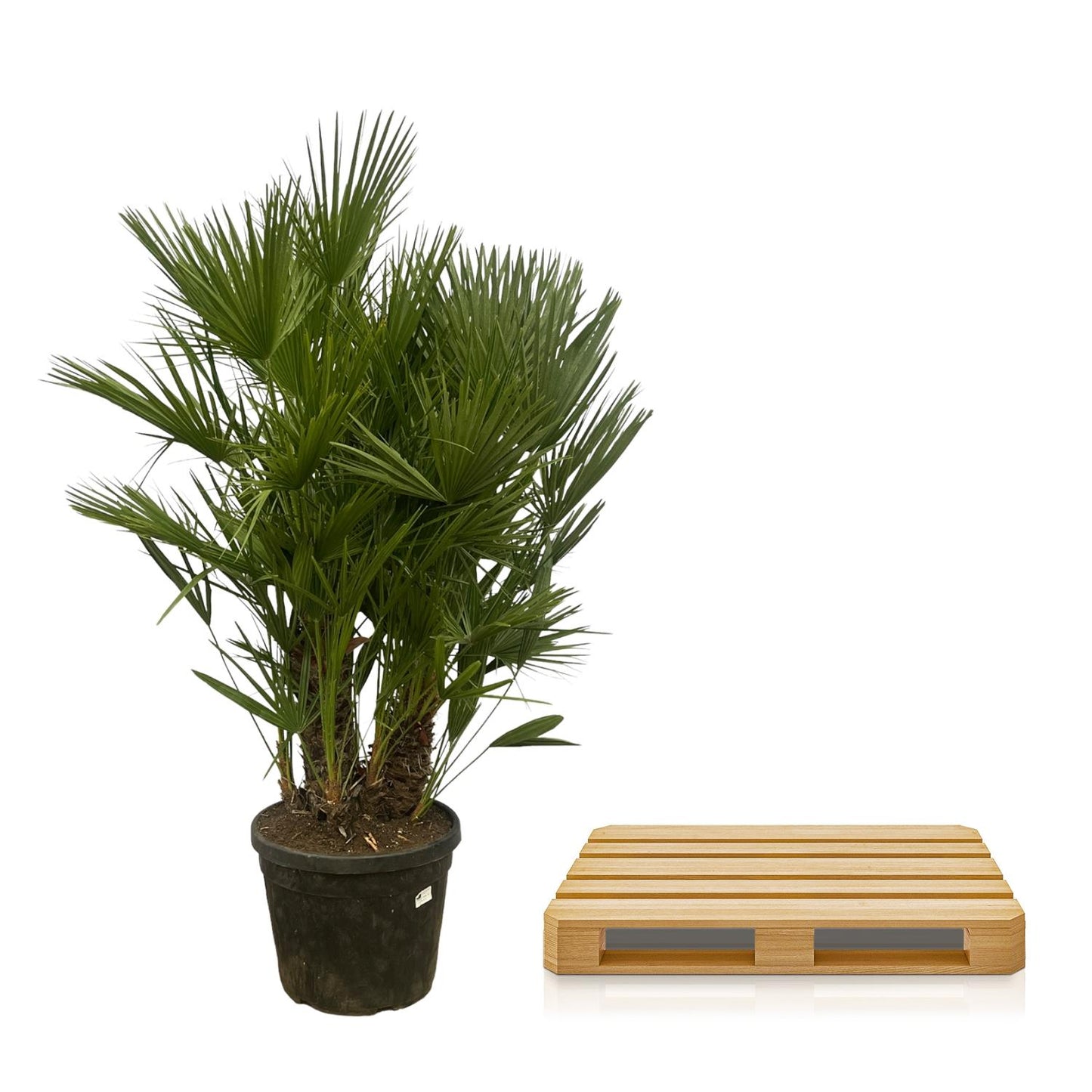 Chamaerops Humilis Zwergpalme 160-180 cm Ø45 cm