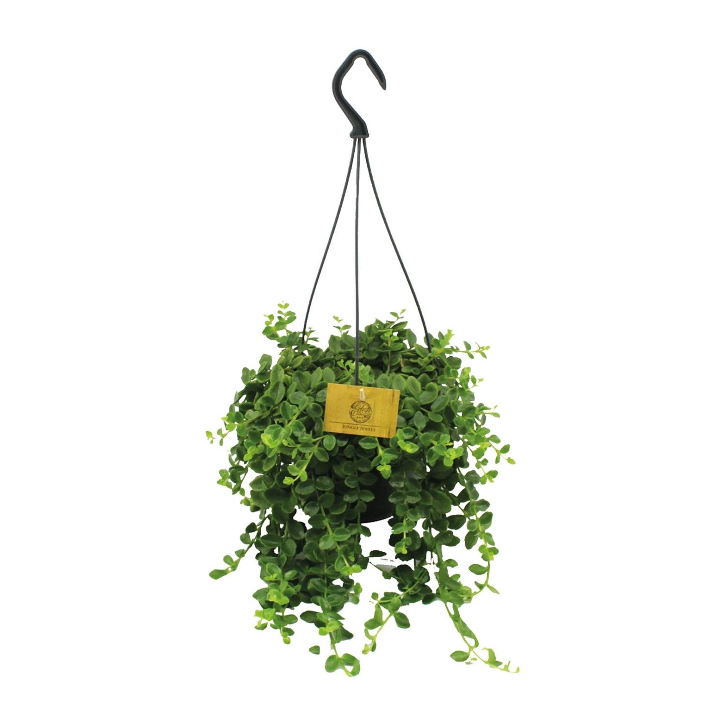 Kalanchoe Mangini – Pflegeleichte Blühpflanze Ø15cm