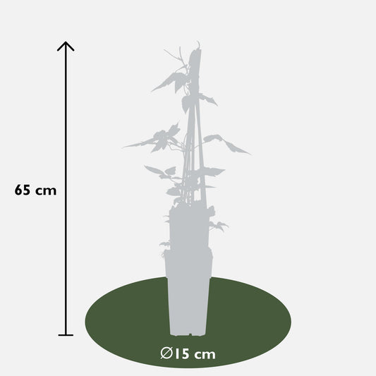 3x Clematis Montana 'var. rubens' – Duftende Kletterpflanze Ø15cm