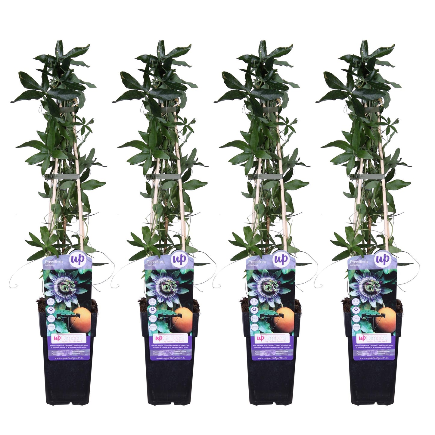 Passiflora caerulea – Exotische Kletterpflanze Ø15cm, 65cm hoch