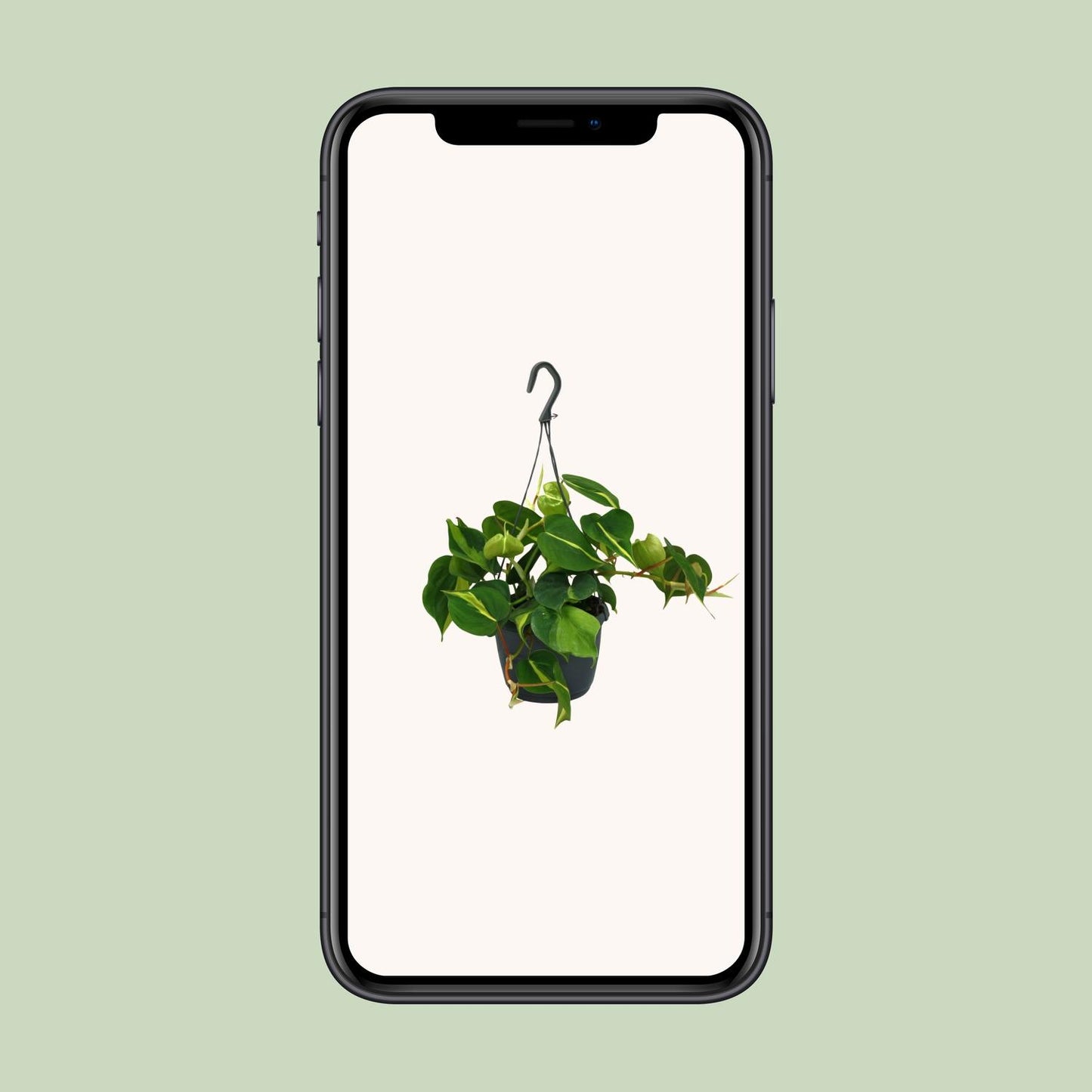 Philodendron Scandens Brasil – Pflegeleichte Zimmerpflanze Ø15cm