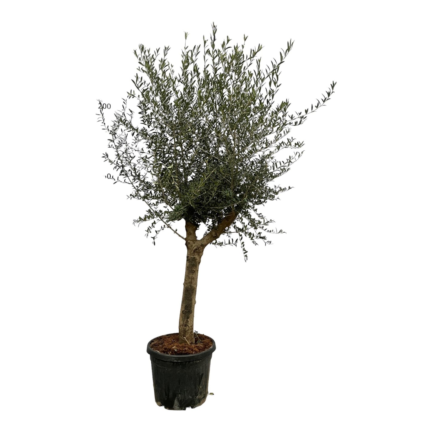 Olea Lorc – Eleganter Olivenbaum 200 cm Ø45 cm
