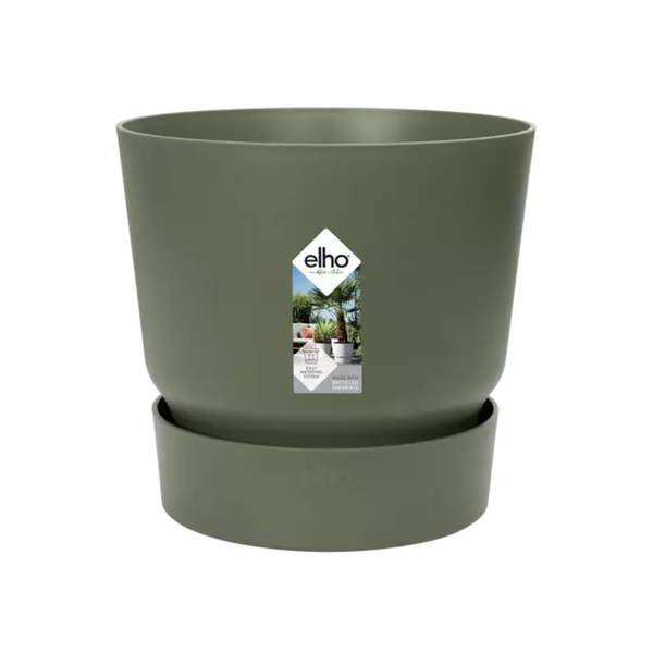 Zierpfeffer 'Greenvile Round Leaf' – pflegeleichte Zimmerpflanze Ø 20 cm