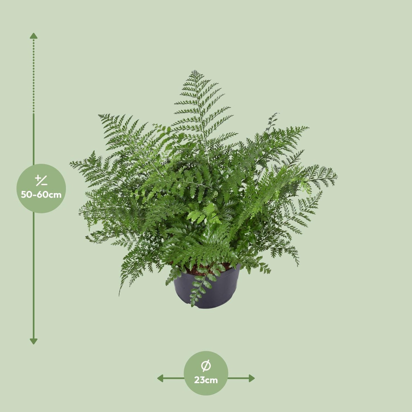 Asplenium Parvati – Eleganter pflegeleichter Zimmerfarn Ø23cm