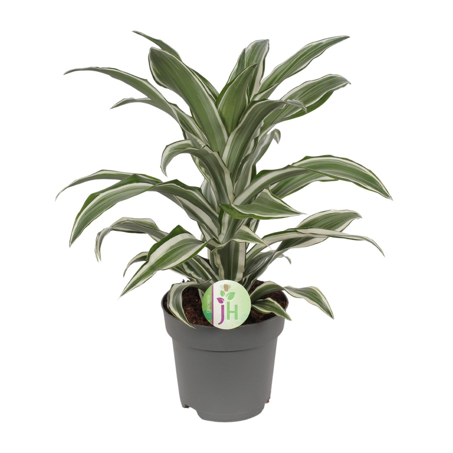 Drachenbaum 'White Stripe' – Pflegeleichte Zimmerpflanze 40 cm