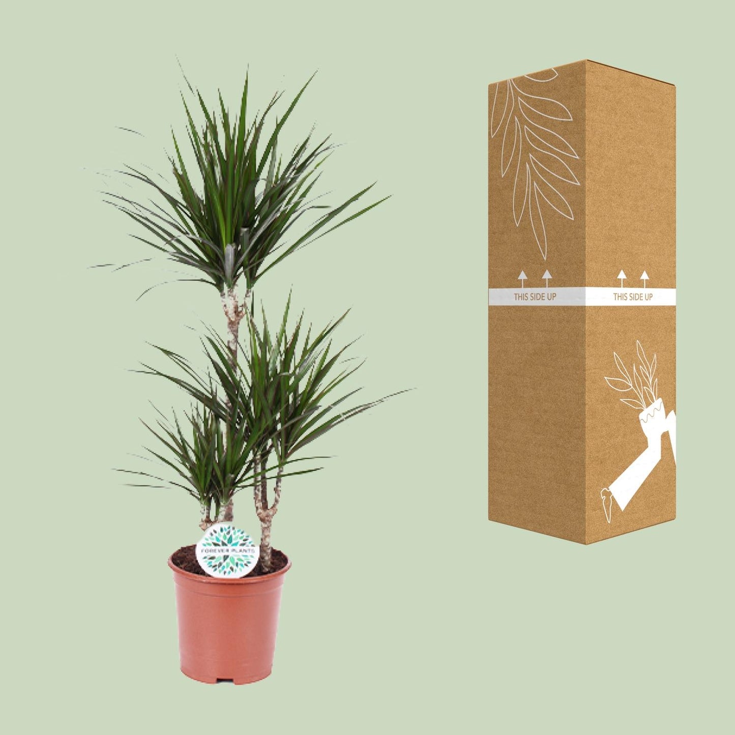 Dracaena Marginata Ø21cm – Pflegeleichte Zimmerpflanze bis 115cm