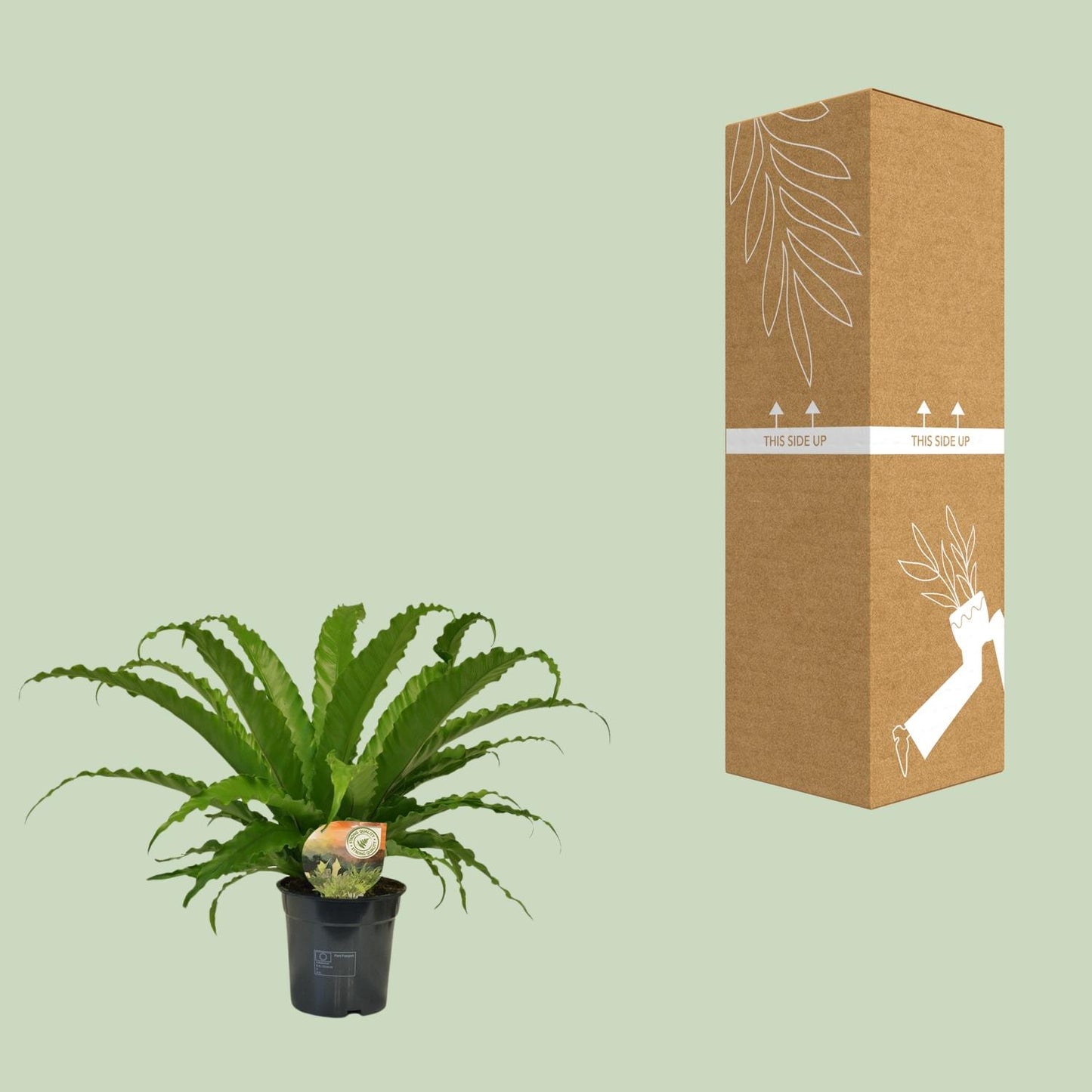 Asplenium Osaka – Pflegeleichter Farn Ø17cm, 40cm hoch