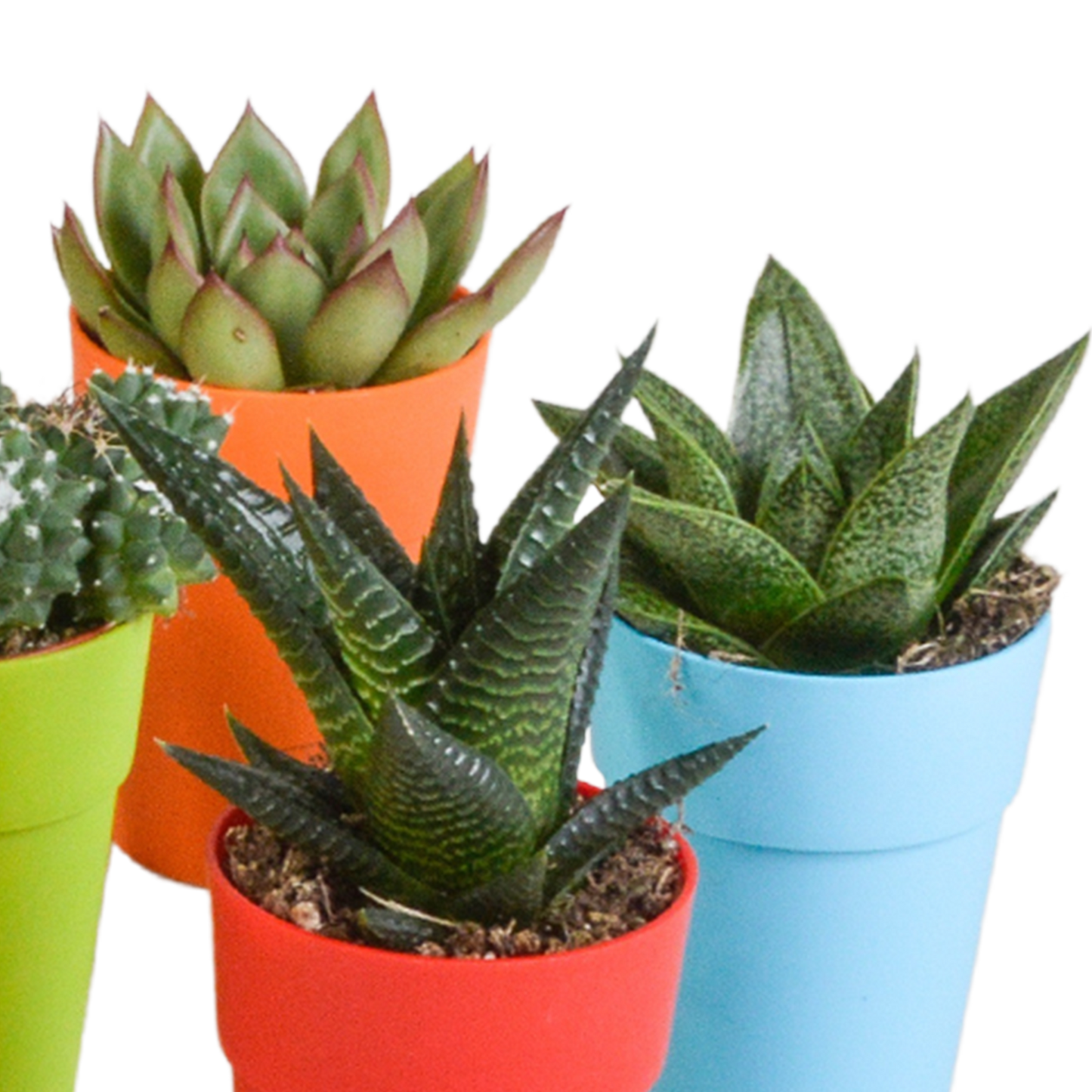 Bunte Kakteen- und Sukkulenten-Mischung 15er Set 5,5 cm
