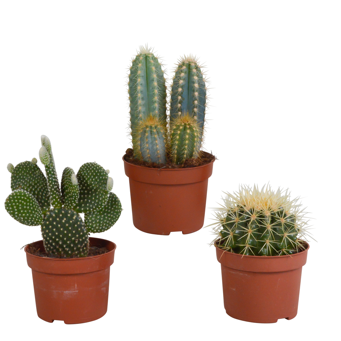 Kakteenmischung 3er-Set 10,5 cm – pflegeleicht & robust