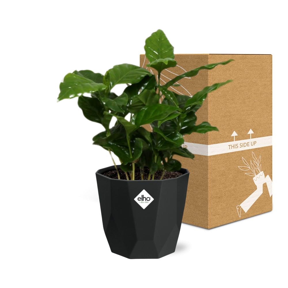 Coffea Arabica – Pflegeleichte Kaffeepflanze im 14cm Topf