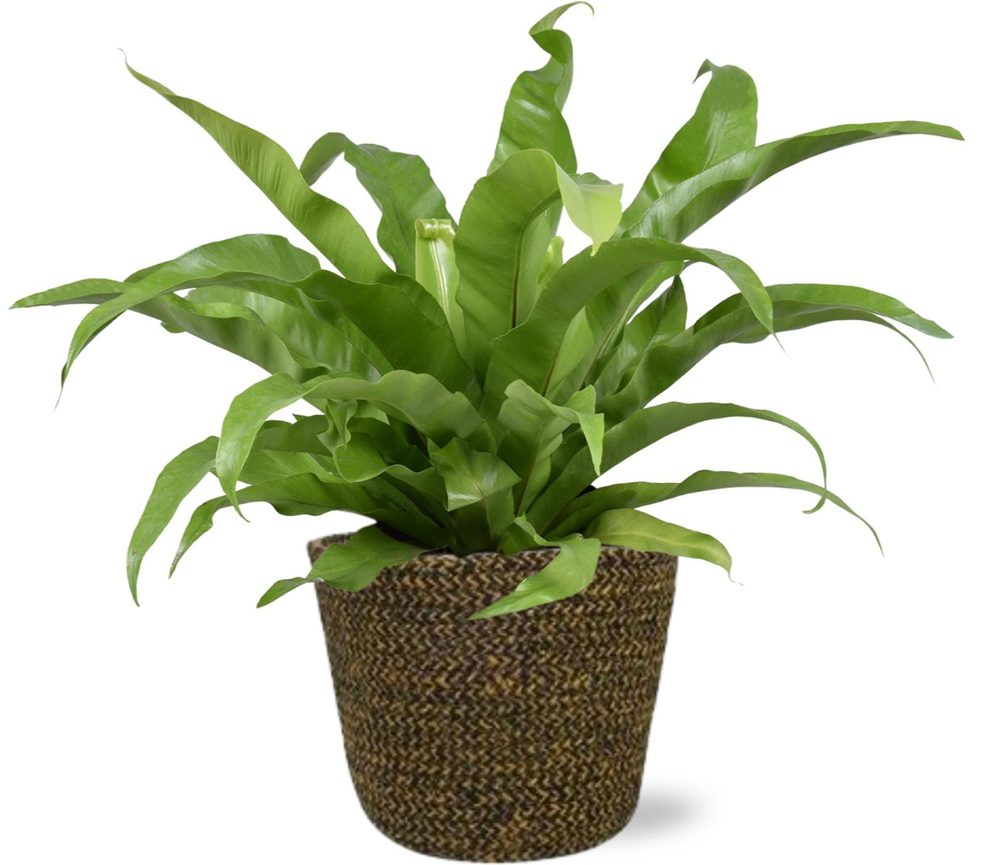 Asplenium Antiquum – Pflegeleichter Farn mit Selin Pot