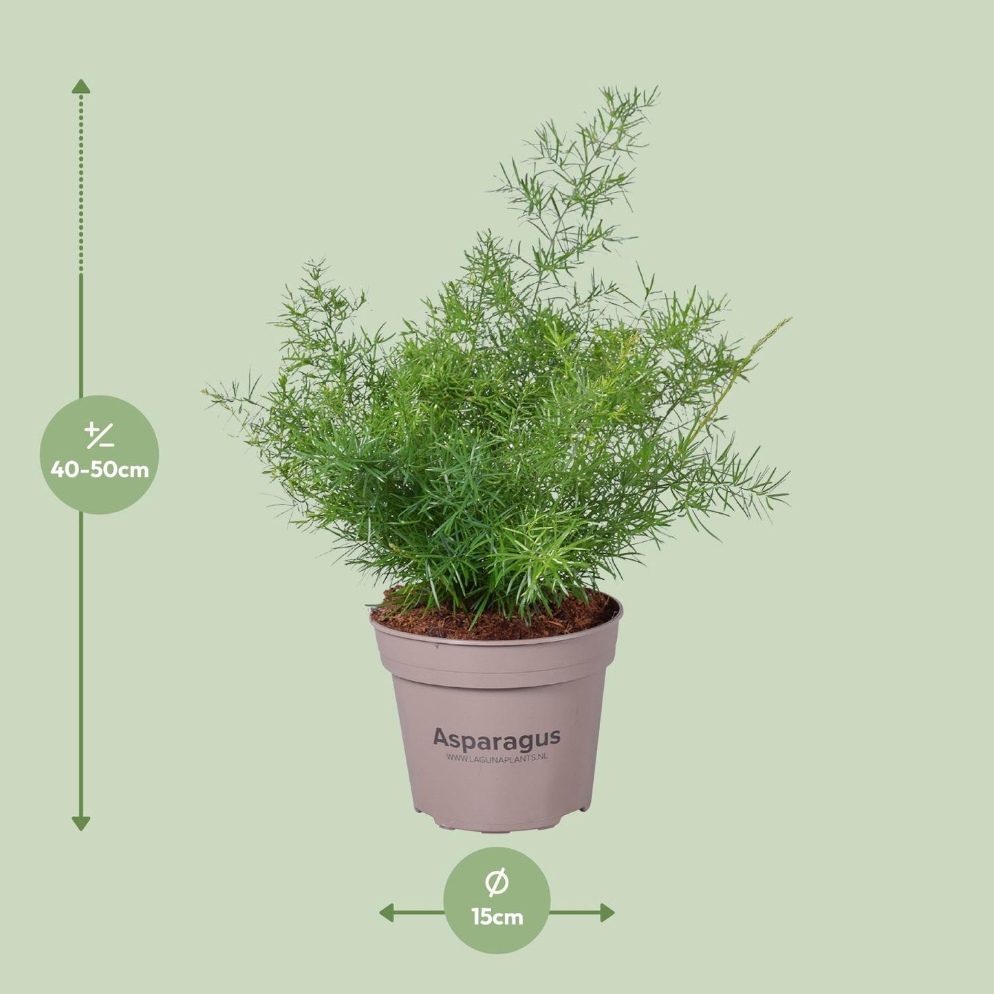 Asparagus Sprengeri – Pflegeleichte Zimmerpflanze Ø15 cm