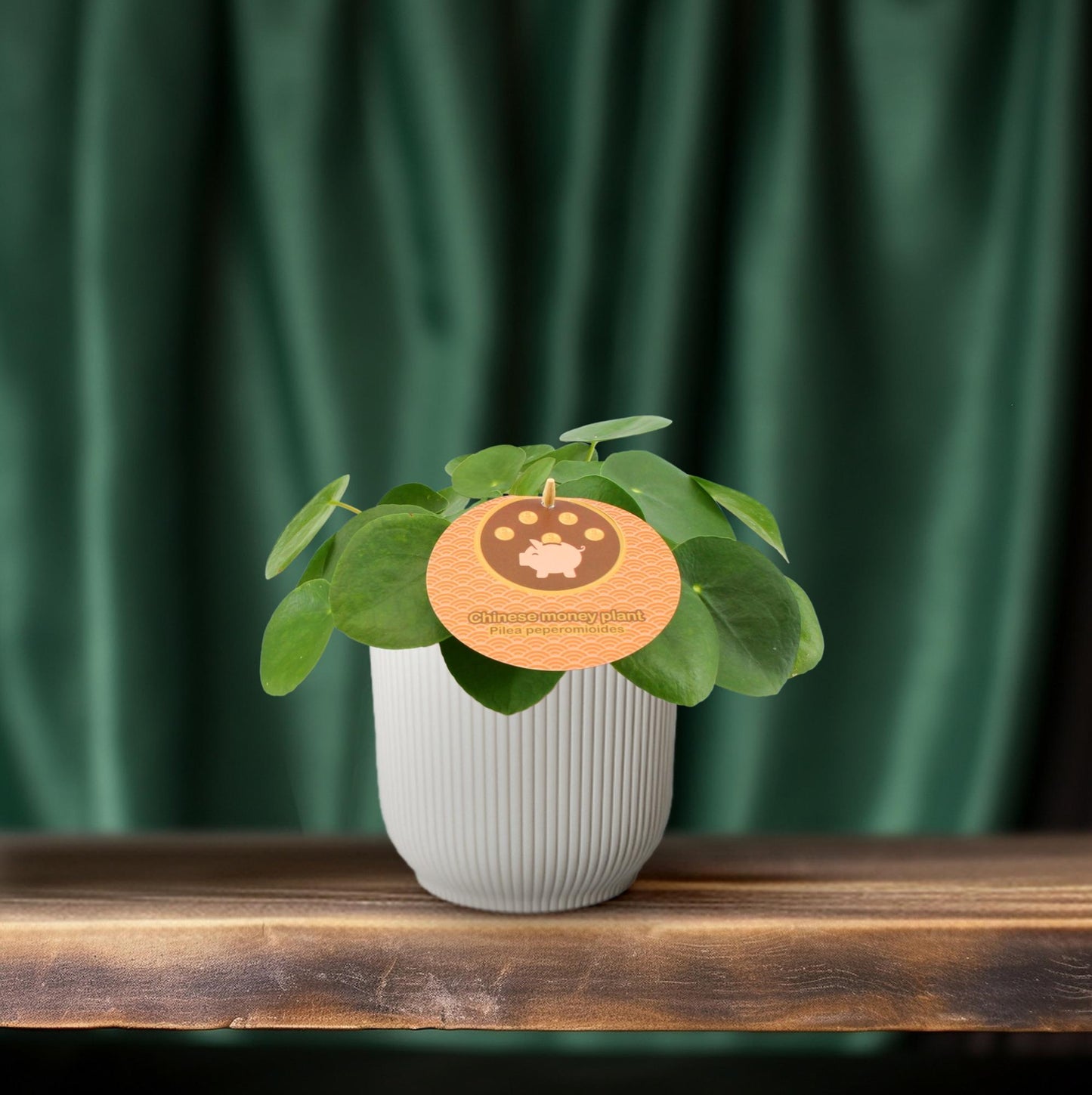 Pilea Peperomioides – Pflegeleichte Zimmerpflanze Ø12 cm