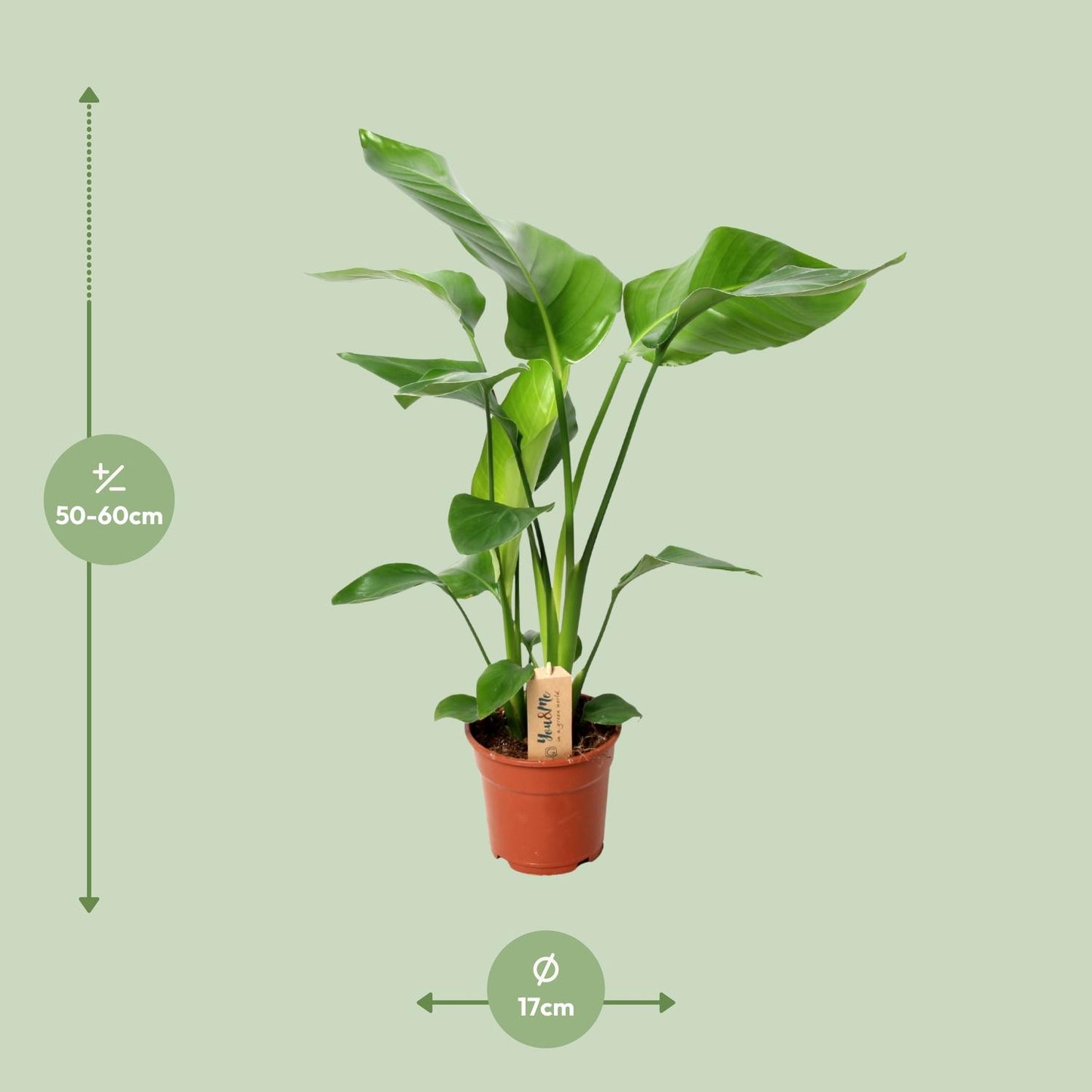 Strelitzia Nicolai – Paradiesvogelblume Ø17cm, 60cm hoch