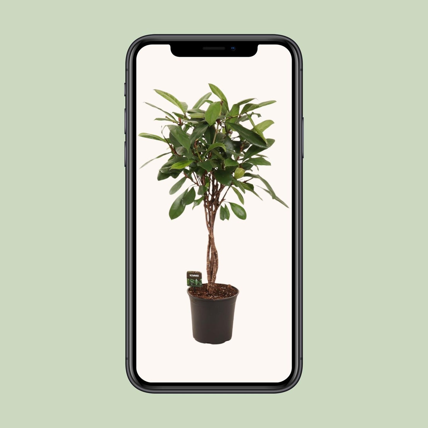 Ficus Cyathistipula Ø24cm – Pflegeleichte Zimmerpflanze