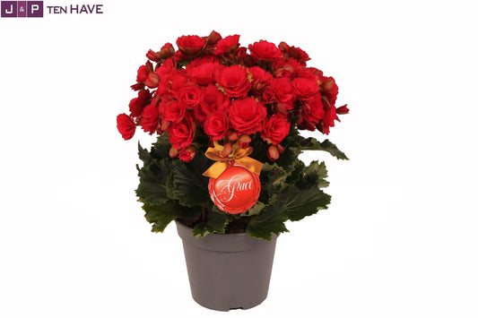 Winterbegonie 'Grace' – Pflegeleichte Zimmerpflanze Ø14 cm