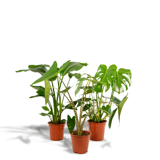 Zimmerpflanzen-Set: Monstera, Alocasia & Strelitzia