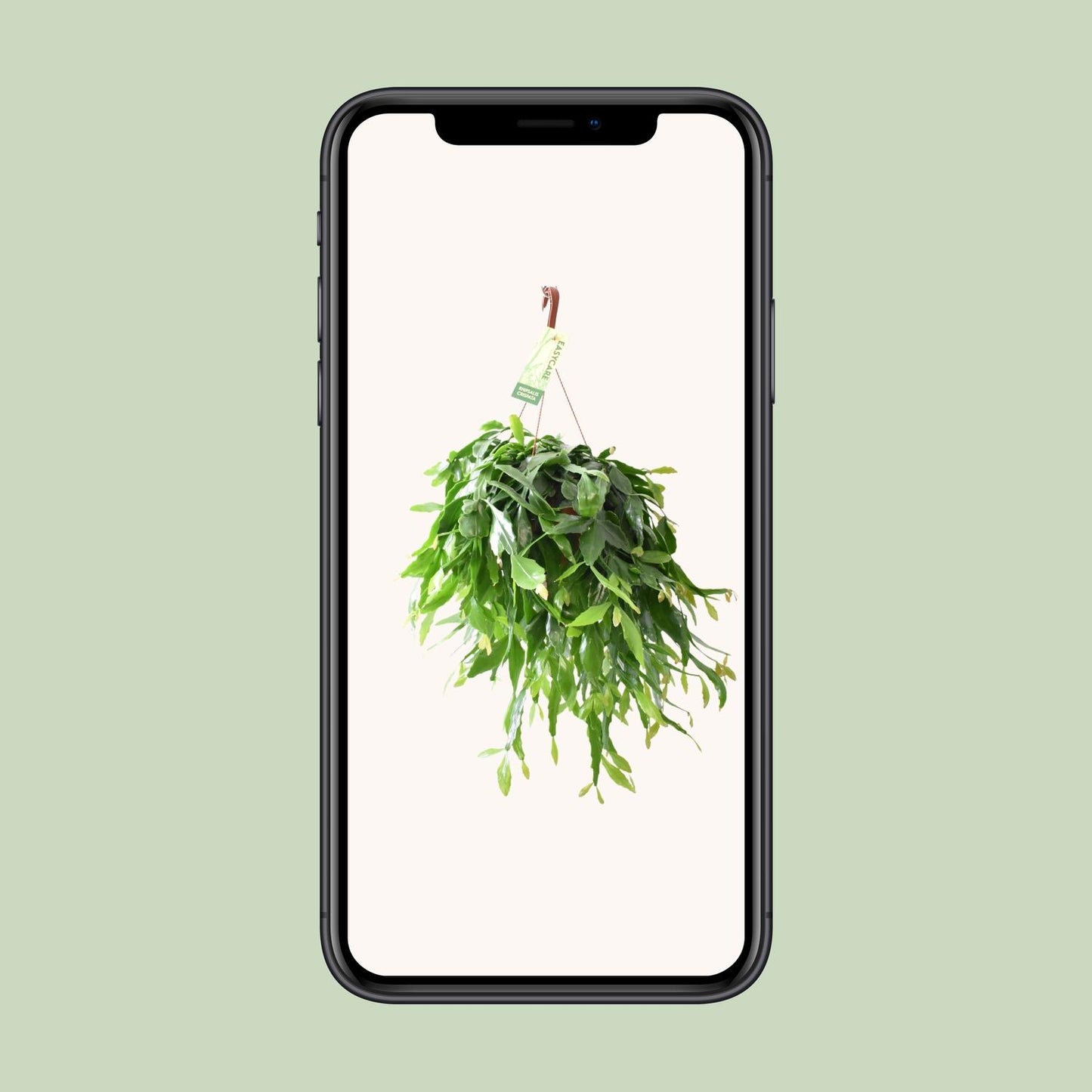 Rhipsalis Crispata – Pflegeleichte Hängepflanze Ø21cm