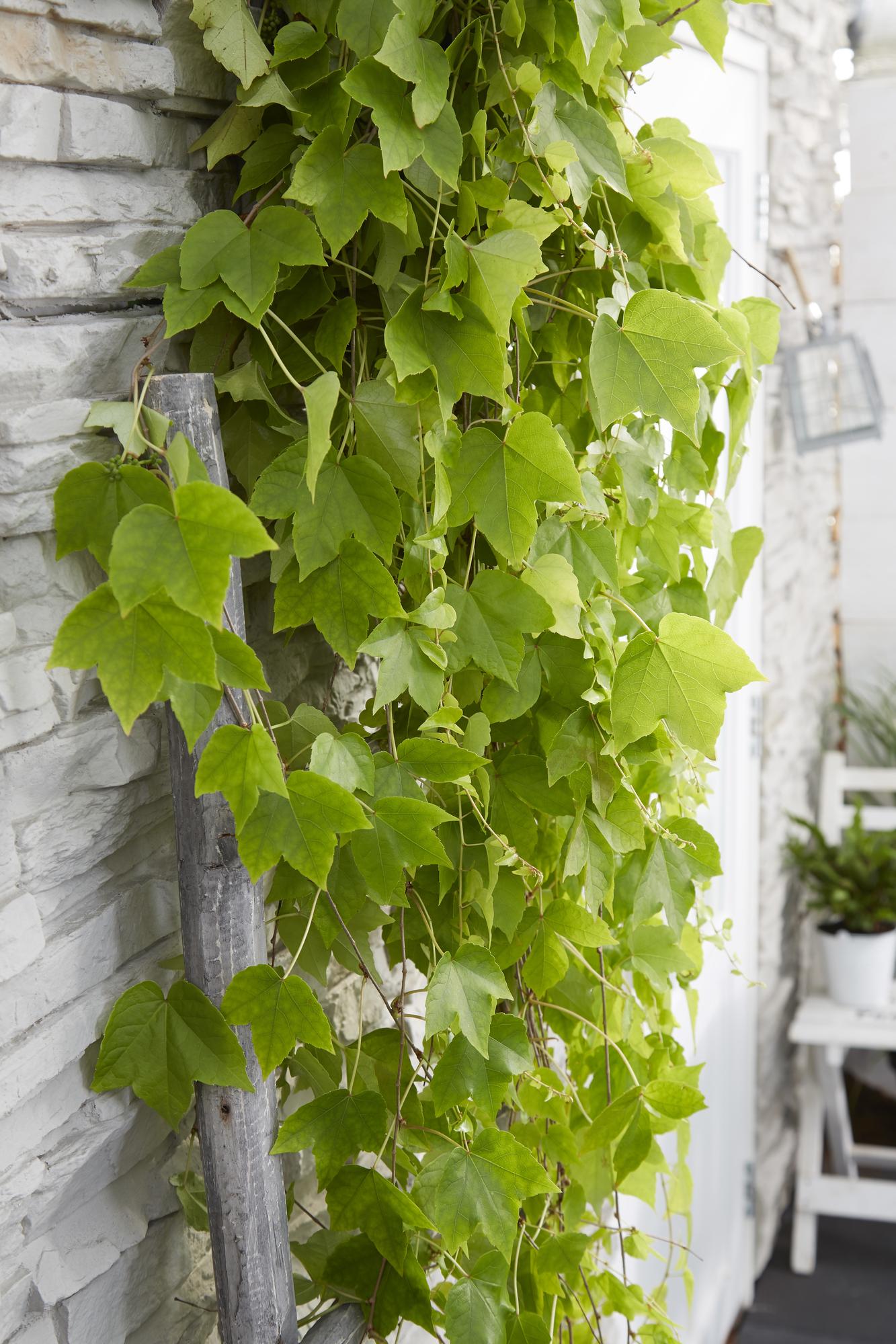 Wilder Wein 'Fenway Park' – Farbenfrohe Kletterpflanze Ø15cm