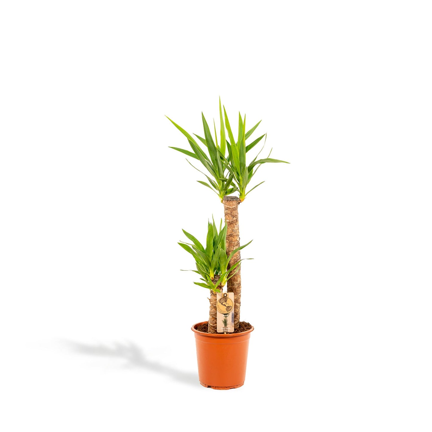 Yucca - Ø21 cm Topf - ca. 100 cm Höhe