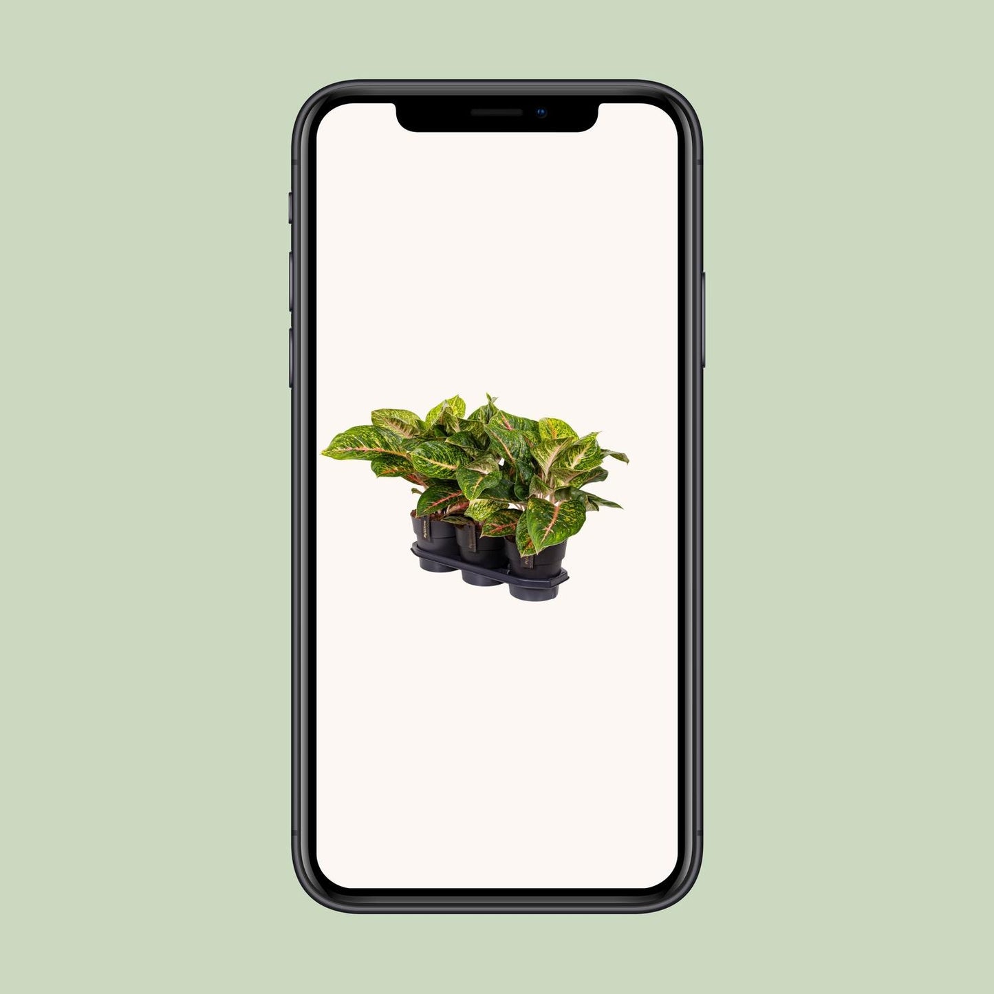 Aglaonema Spring Red – Pflegeleichte Zimmerpflanze Ø19cm