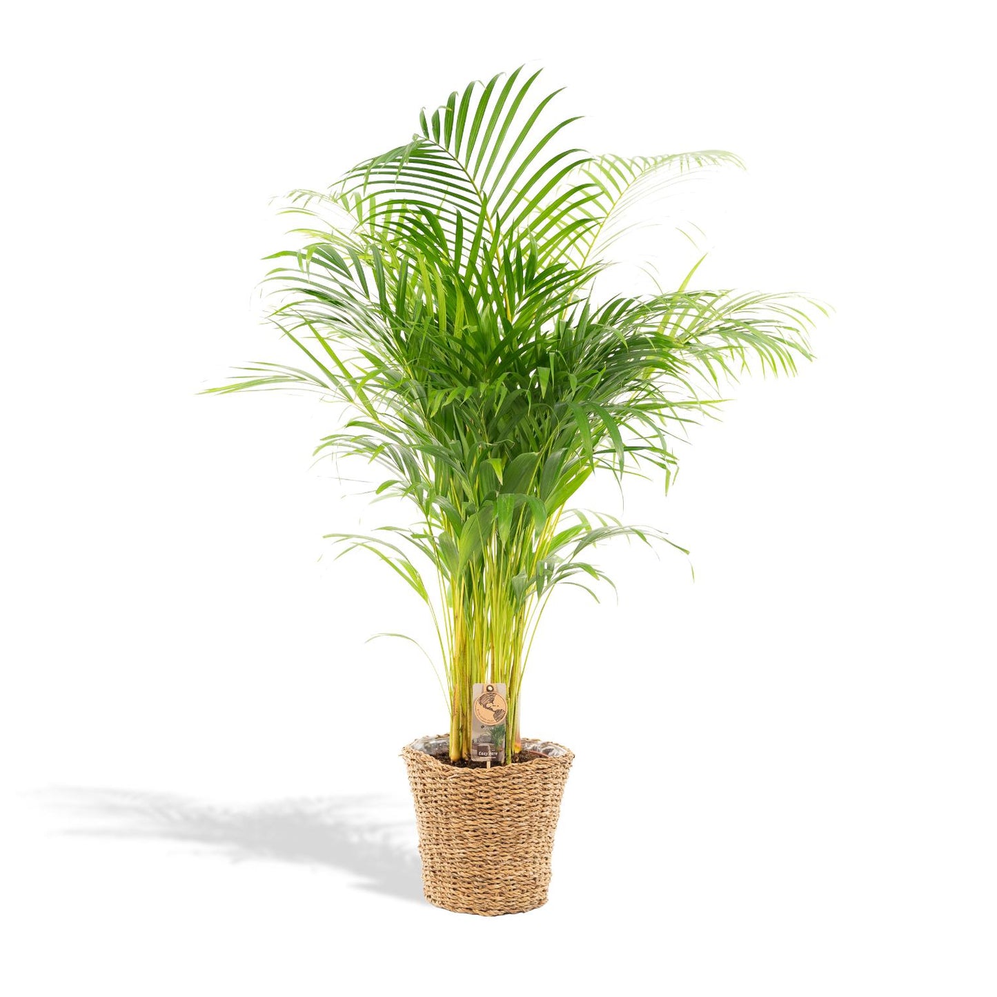 Areca-Palme mit Korb – 130 cm – pflegeleicht & luftreinigend