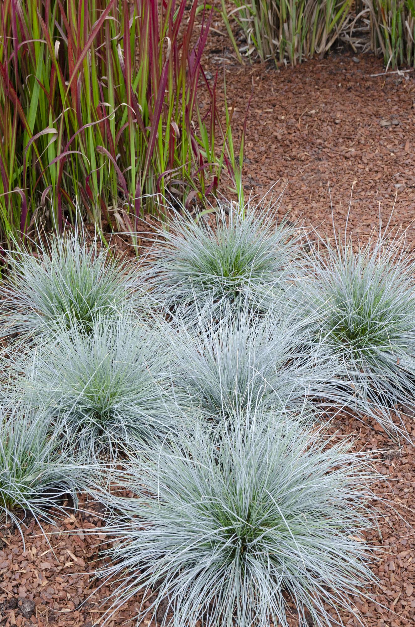 Festuca glauca Azura Blue – Silberblaues Ziergras Ø14cm