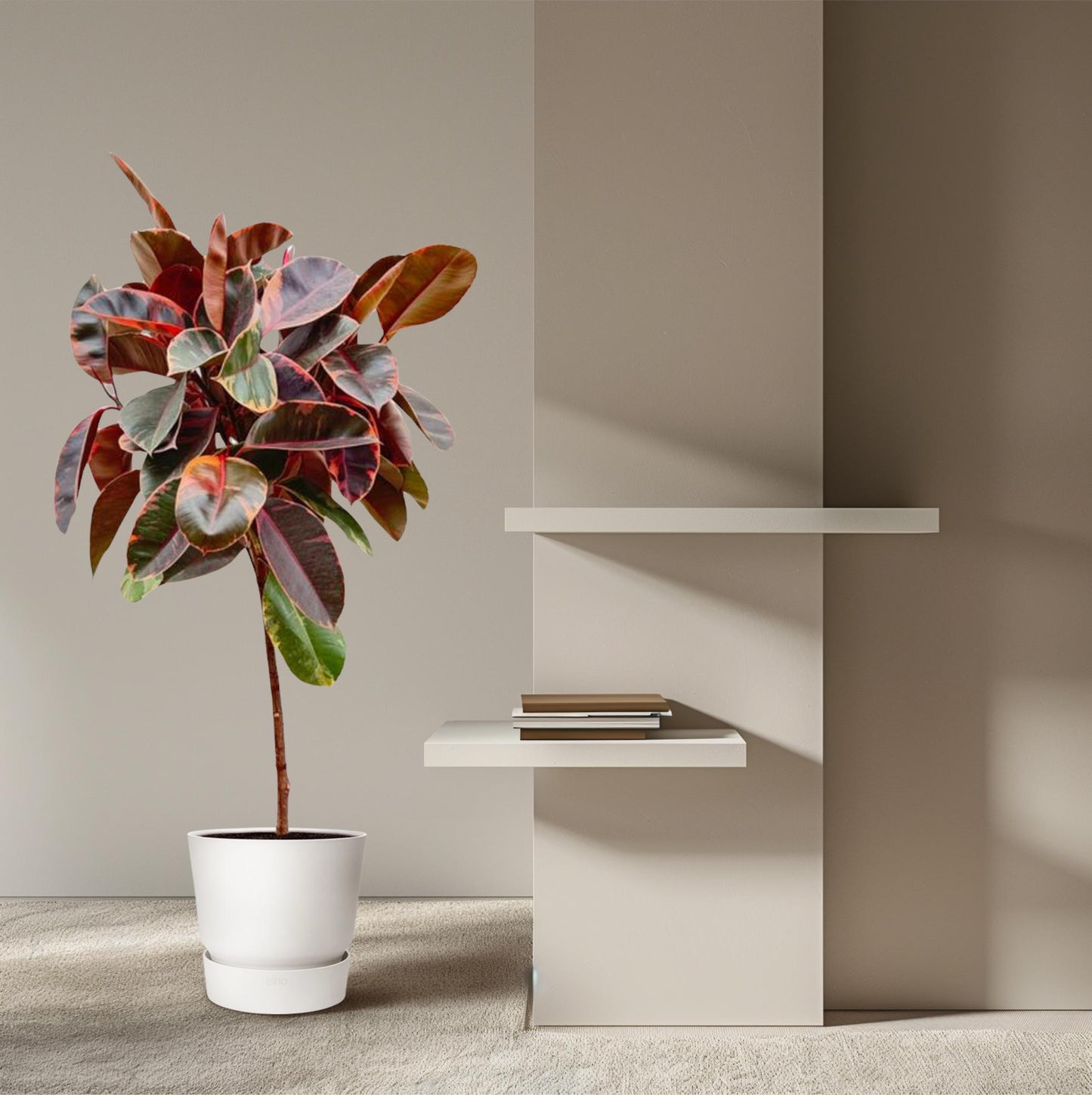 Ficus Elastica Belize op Stamm – pflegeleichter Gummibaum 130 cm
