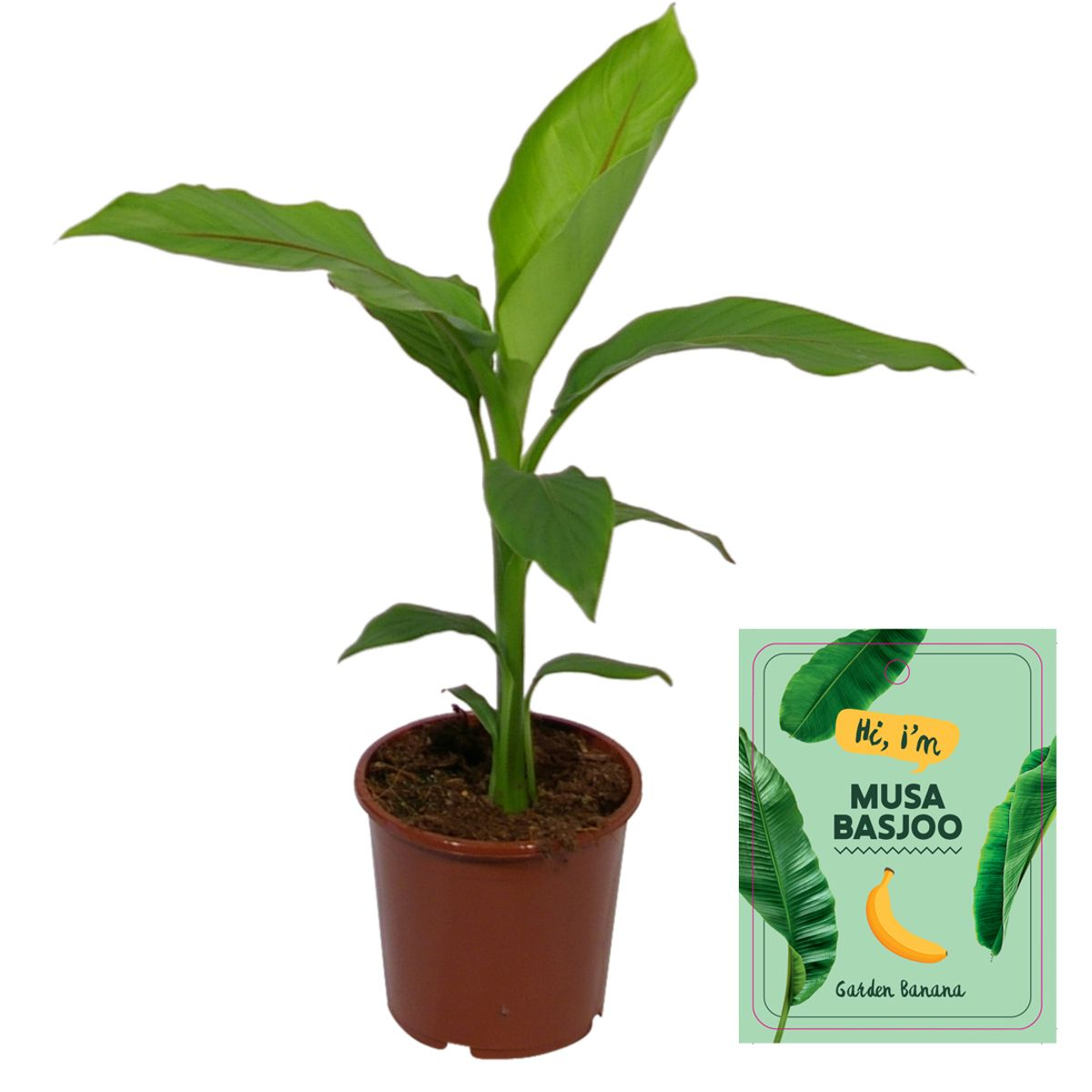 Musa Basjoo – Winterharter Bananenbaum Ø15cm Topf