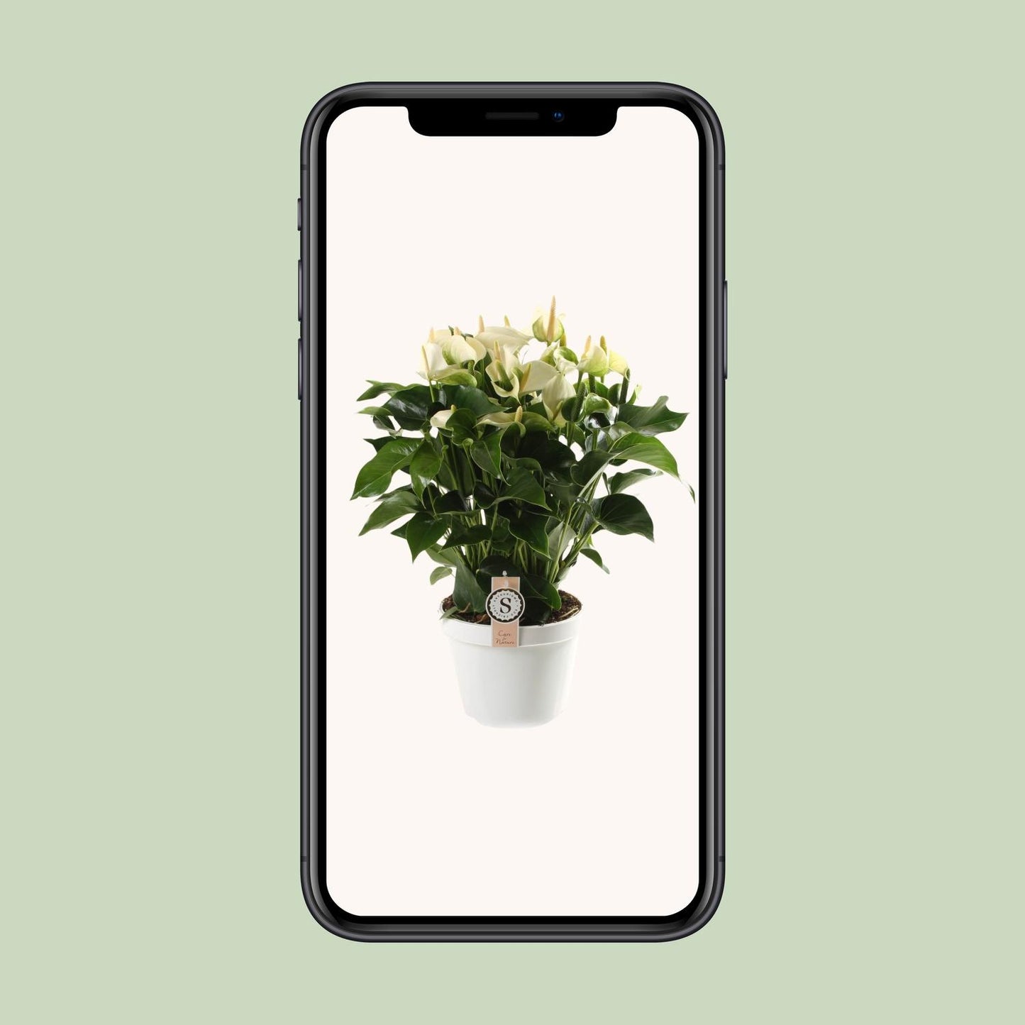 Anthurium White Champion – Tropische, pflegeleichte Zimmerpflanze Ø21cm