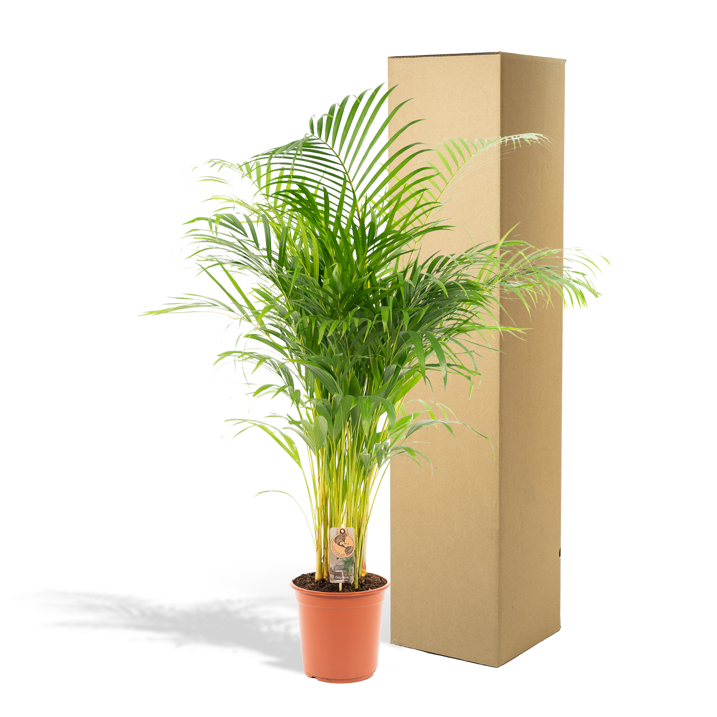 Areca-Palme Ø21cm – Luftreinigende tropische Zimmerpflanze bis 130cm