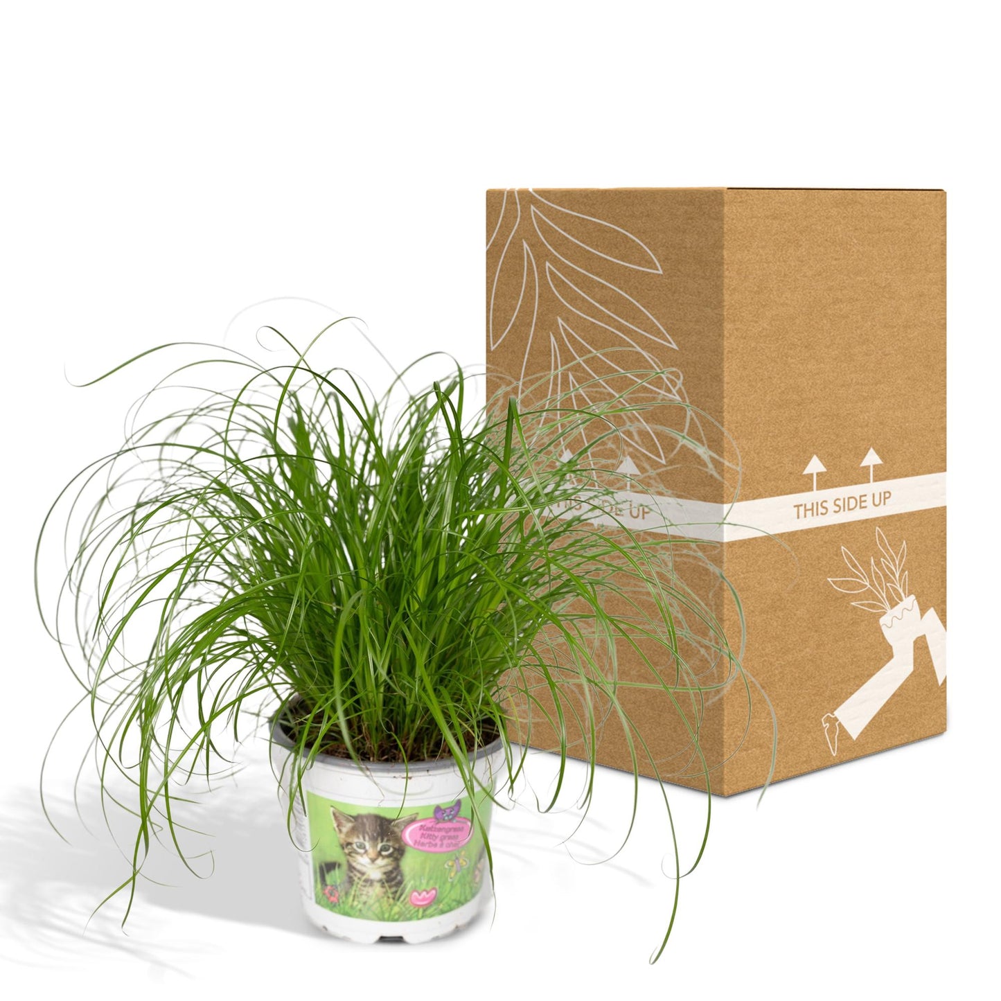 Zypergras (Katzengras) Ø12cm – Pflegeleichte Zimmerpflanze